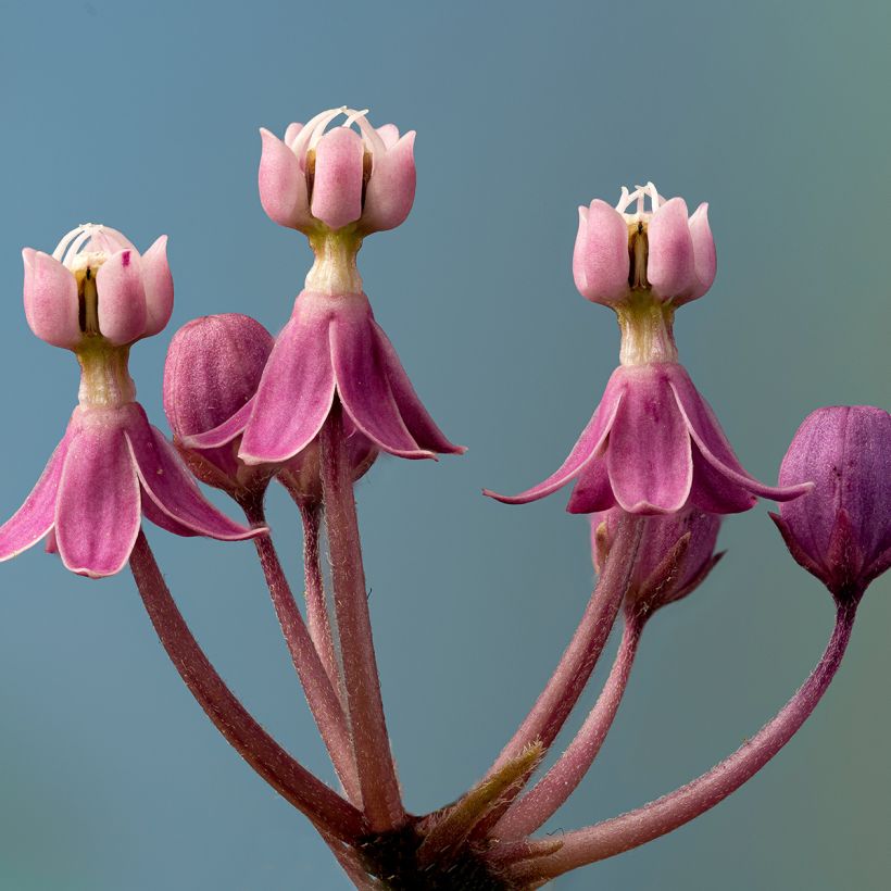 Asclepias incarnata - Rode zijdeplant (Bloei)