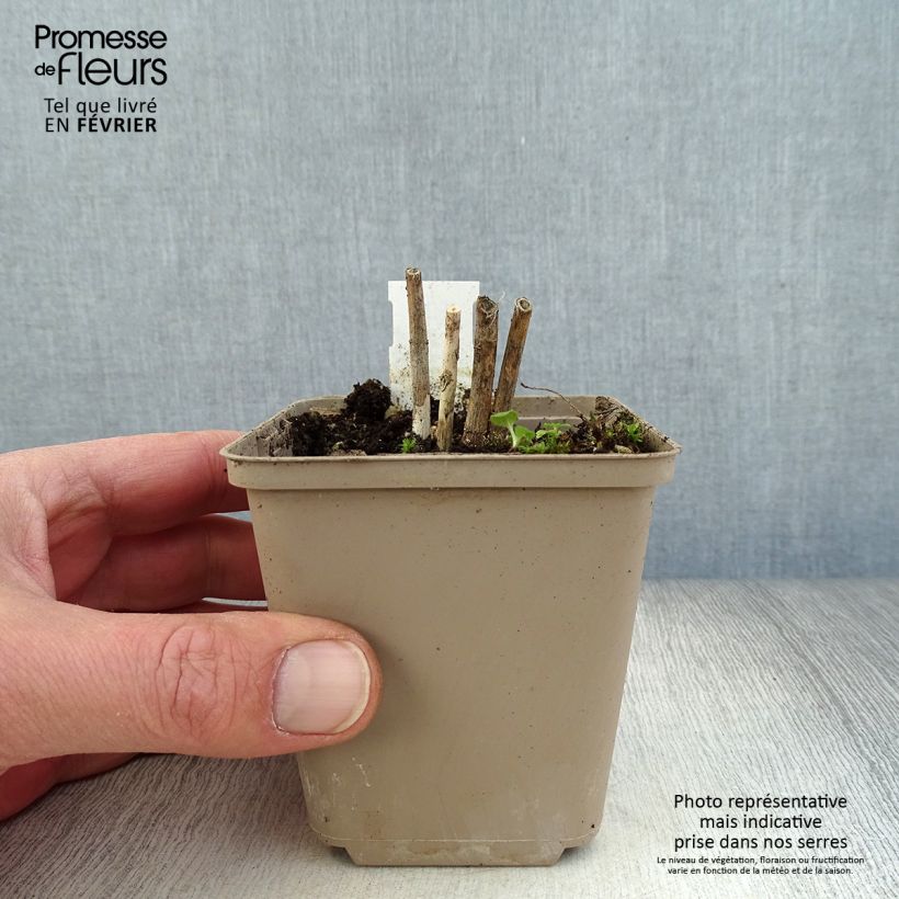 Example of Asclepias incarnata Ice Ballet - zijdeplant rood Kweekpotje van 8/9 cm as you get in hiver