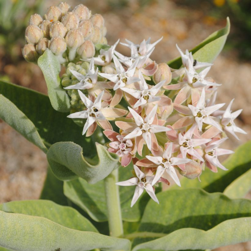 Asclepias speciosa - Zijdeplant (Bloei)