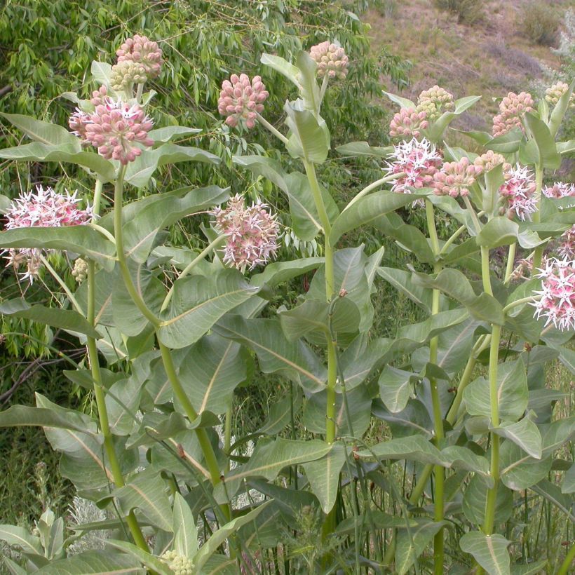 Asclepias speciosa - Zijdeplant (Groeiplaats)