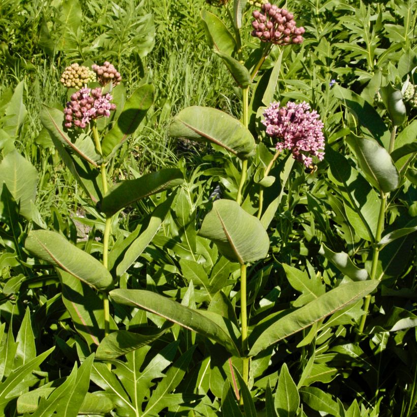 Asclepias sullivantii - Sullivants zijdeplant (Groeiplaats)