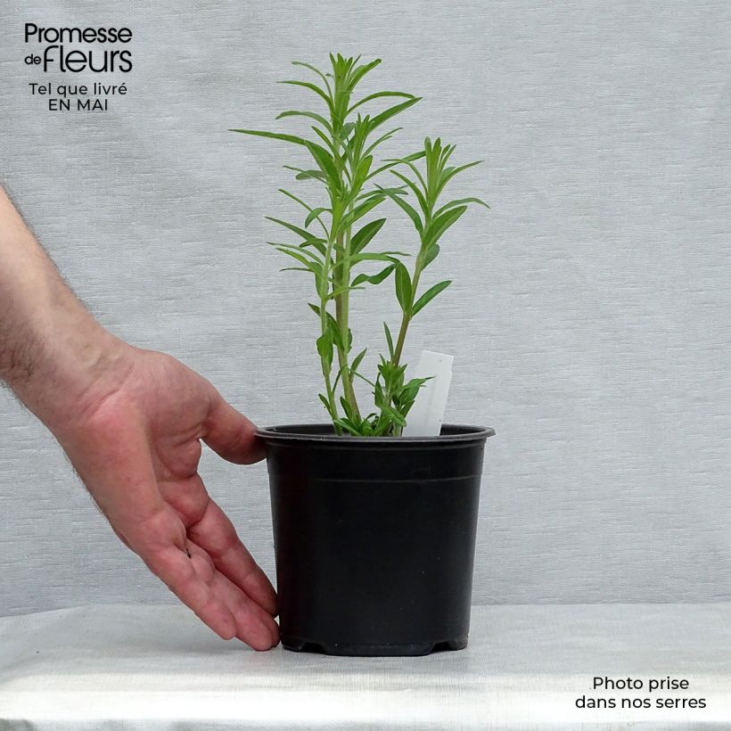 Exemplaar van Asclepias tuberosa - Knolzijdeplant Kweekpotje van 7/8 cm zoals geleverd in de lente