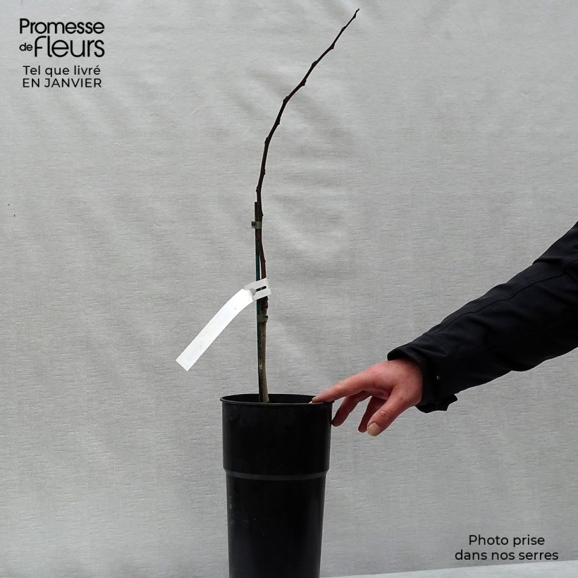 Exemplaar van Pawpaw Prima 1216 - Asimina triloba Pot van 4 l/5 l zoals geleverd in de winter