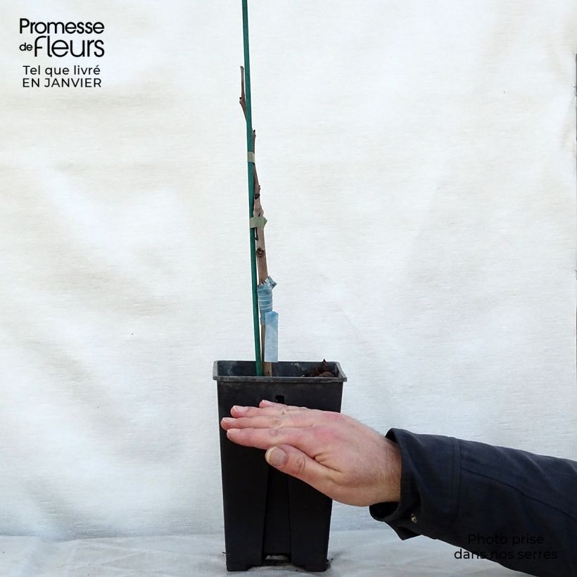 Exemplaar van Pawpaw Prima 1216 - Asimina triloba Pot van 2 l/3 l zoals geleverd in de winter