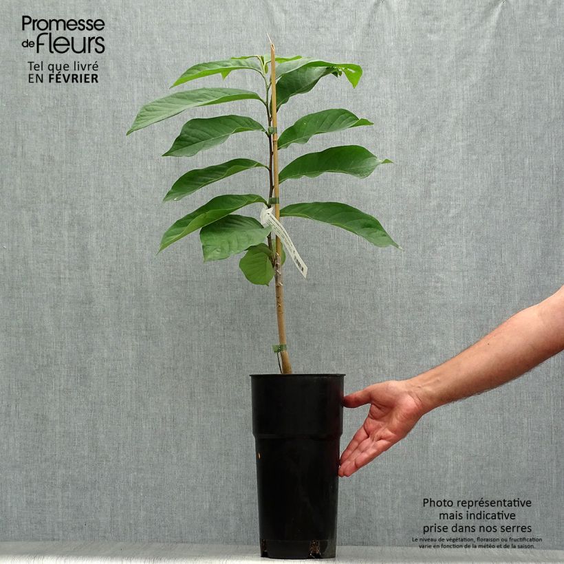 Exemplaar van Pawpaw Prima 1216 - Asimina triloba Pot van 4 l/5 l zoals geleverd in de herfst