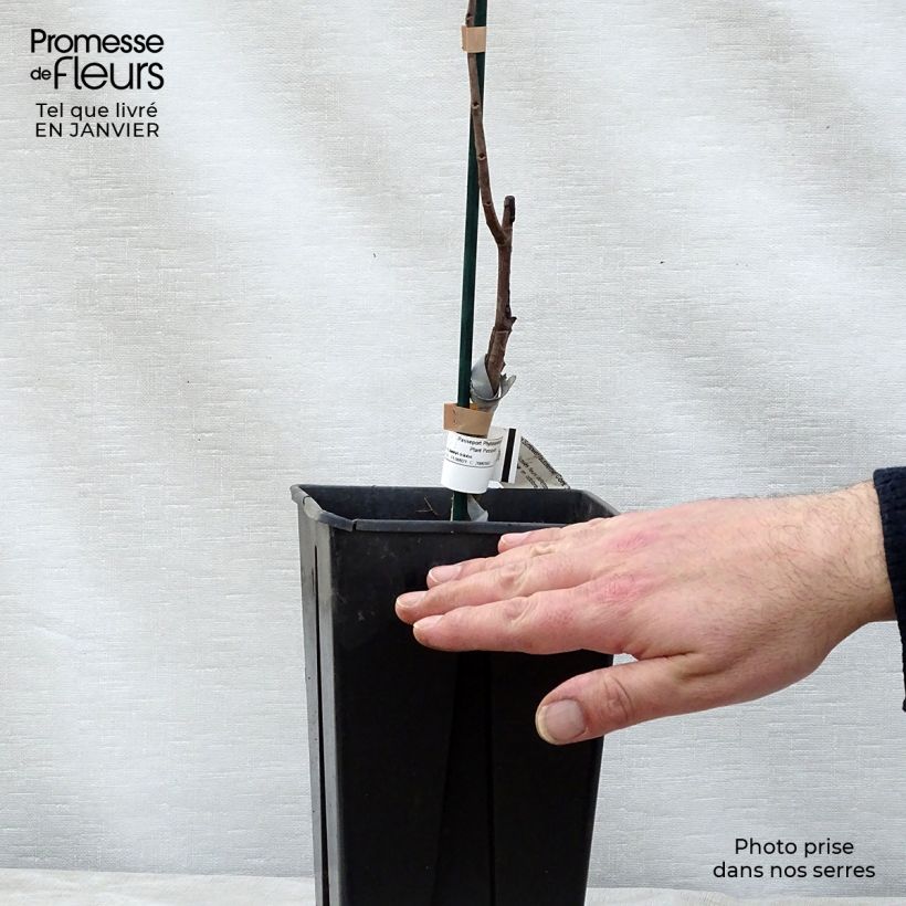 Exemplaar van Pawpaw Sunflower - Asimina triloba Pot van 2 l/3 l zoals geleverd in de winter