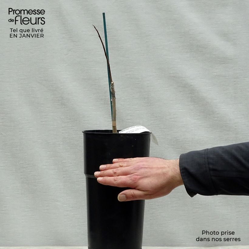 Exemplaar van Pawpaw Sunflower - Asimina triloba Pot van 4 l/5 l zoals geleverd in de winter