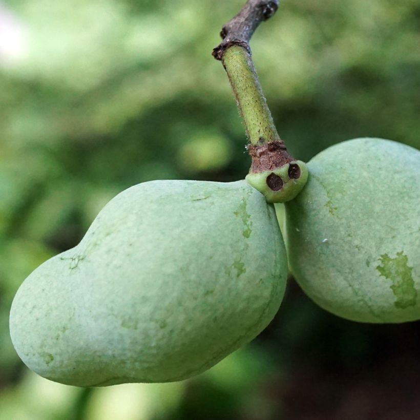 Pawpaw Overleese - Asimina triloba (Oogst)