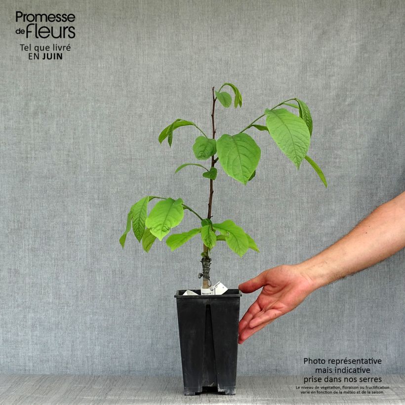 Exemplaar van Pawpaw Overleese - Asimina triloba Pot van 3 l/4 l zoals geleverd in de zomer
