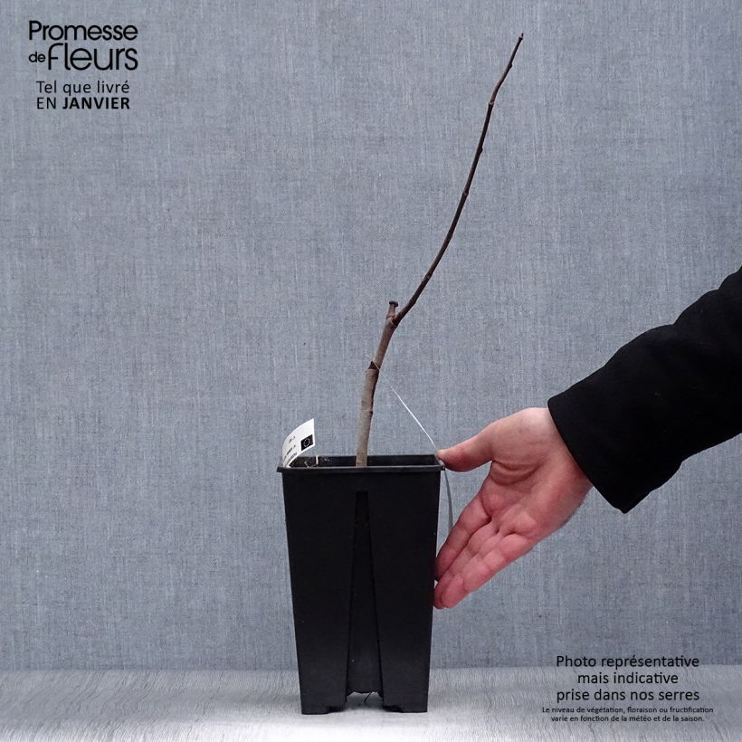 Exemplaar van Pawpaw Overleese - Asimina triloba Pot van 3 l/4 l zoals geleverd in de winter