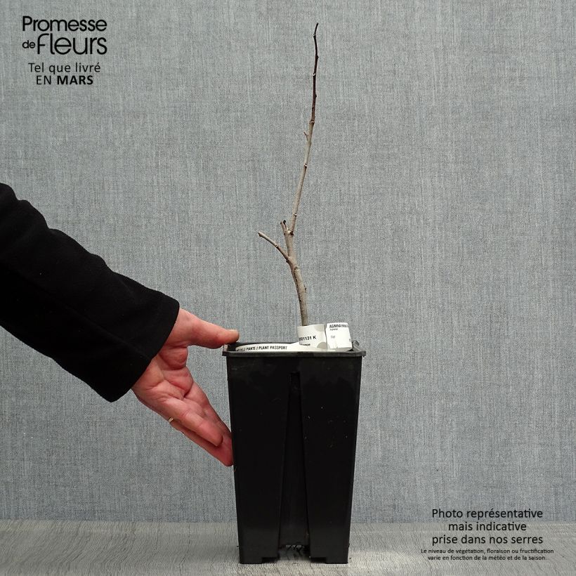 Exemplaar van Pawpaw Overleese - Asimina triloba Pot van 3 l/4 l zoals geleverd in de lente