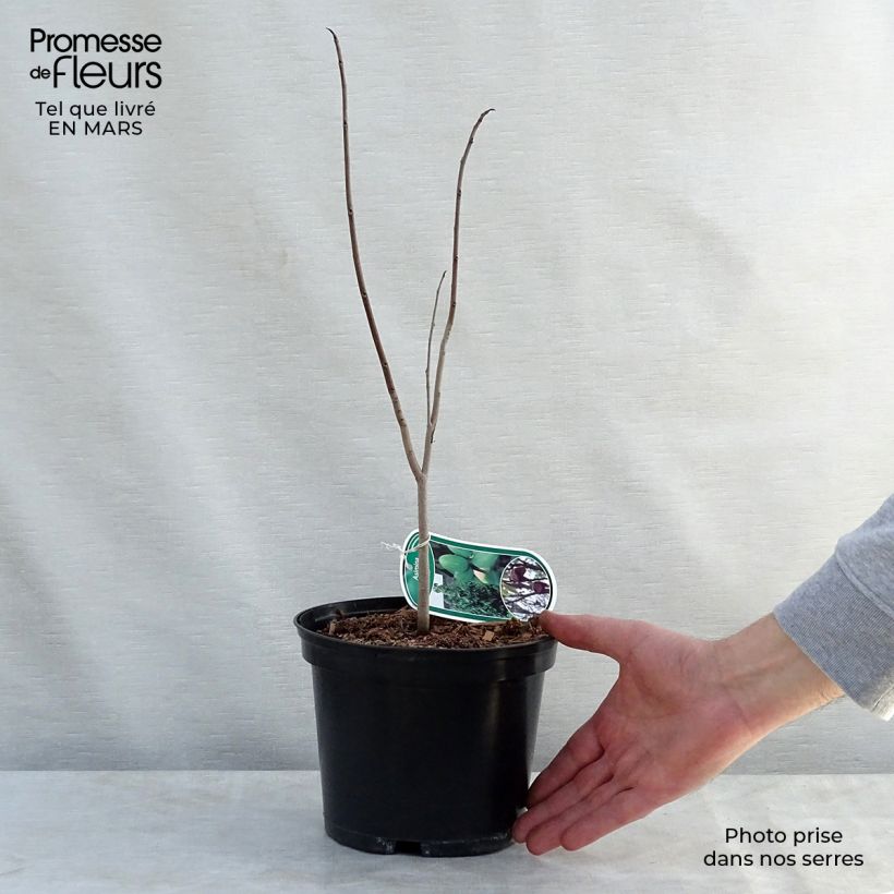 Exemplaar van Pawpaw - Asimina triloba Pot van 2 l/3 l zoals geleverd in de lente