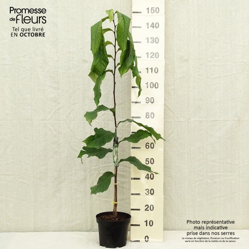 Exemplaar van Pawpaw Prolific - Asimina triloba Pot van 4 l/5 l zoals geleverd in de herfst