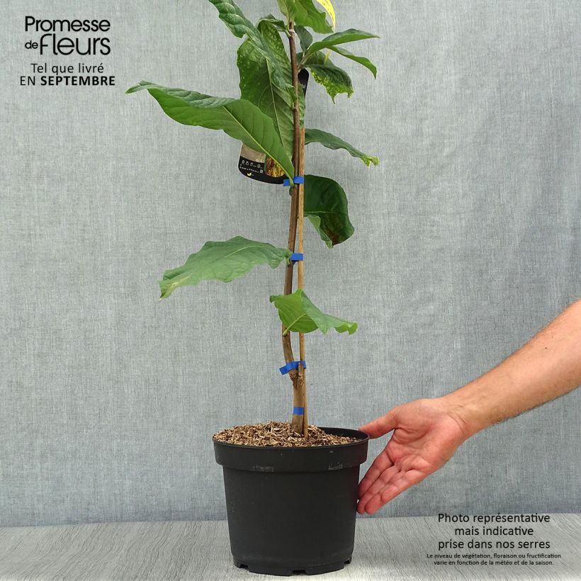 Exemplaar van Pawpaw Susquehanna - Asimina triloba Pot van 3 l/4 l zoals geleverd in de herfst