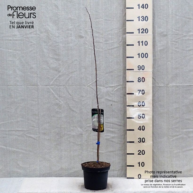 Exemplaar van Pawpaw Allegheny - Asimina triloba Pot van 3 l/4 l zoals geleverd in de winter