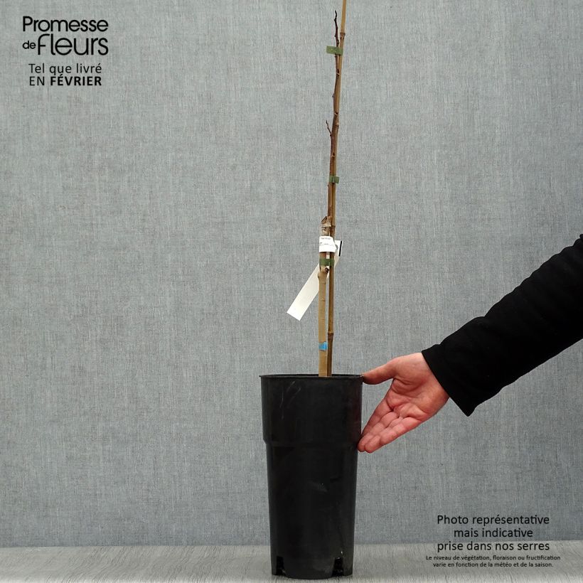 Exemplaar van Pawpaw Shenandoah - Asimina triloba Pot van 3 l/4 l zoals geleverd in de winter