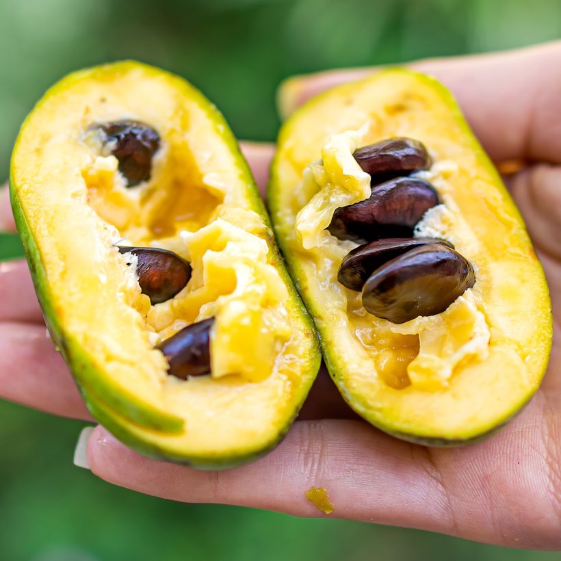 Pawpaw Wells - Asimina triloba (Oogst)