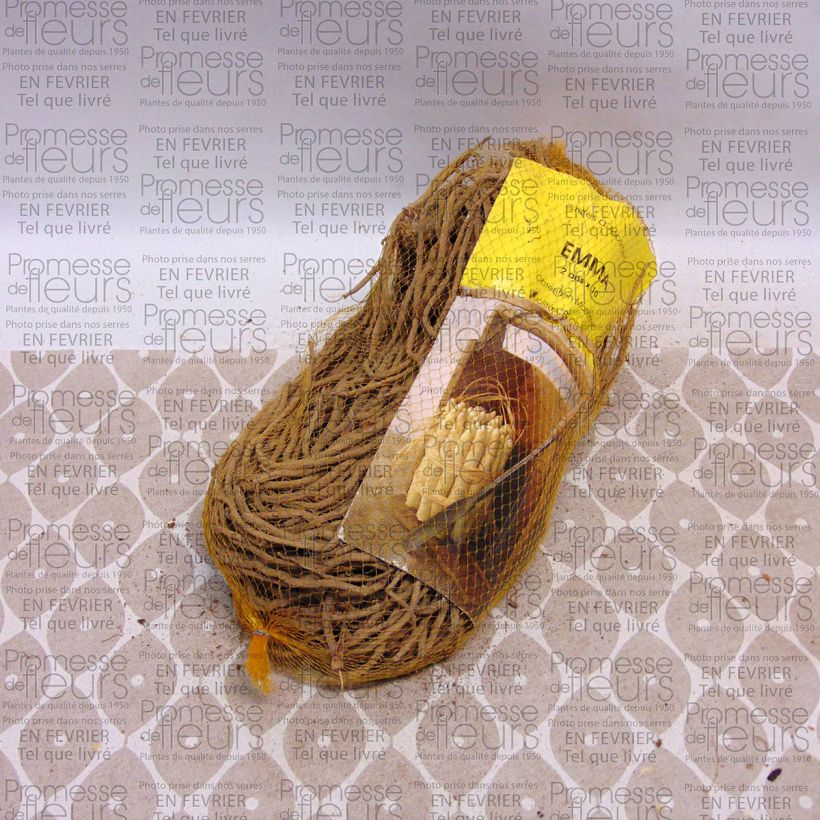 Voorbeeld van een exemplaar van Asperge Emma (klauwen) Zak met 10 klauwen zoals geleverd