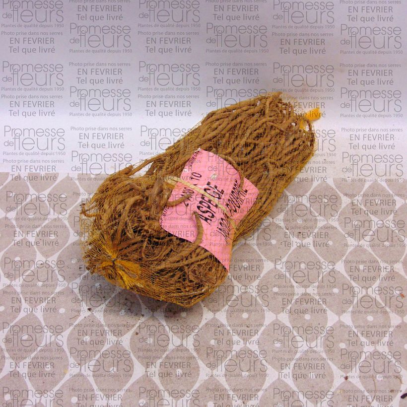 Voorbeeld van een exemplaar van Asperge Jacq Ma Paarse (klauwen) Zak met 10 klauwen zoals geleverd