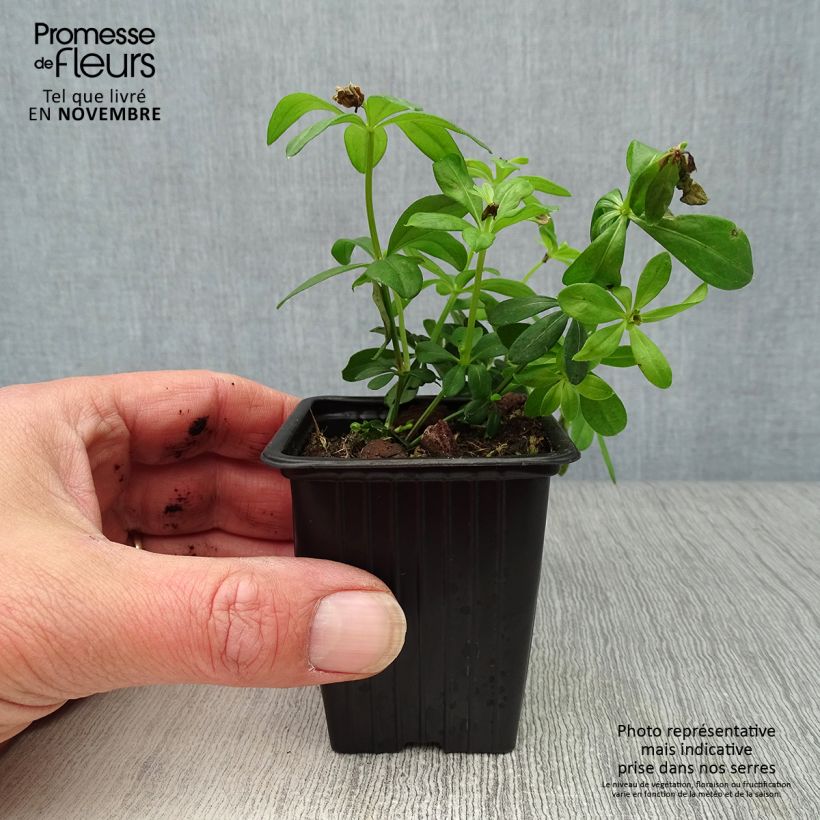 Exemplaar van Galium odoratum - Lievevrouwebedstro Kweekpotje van 7/8 cm zoals geleverd in de herfst