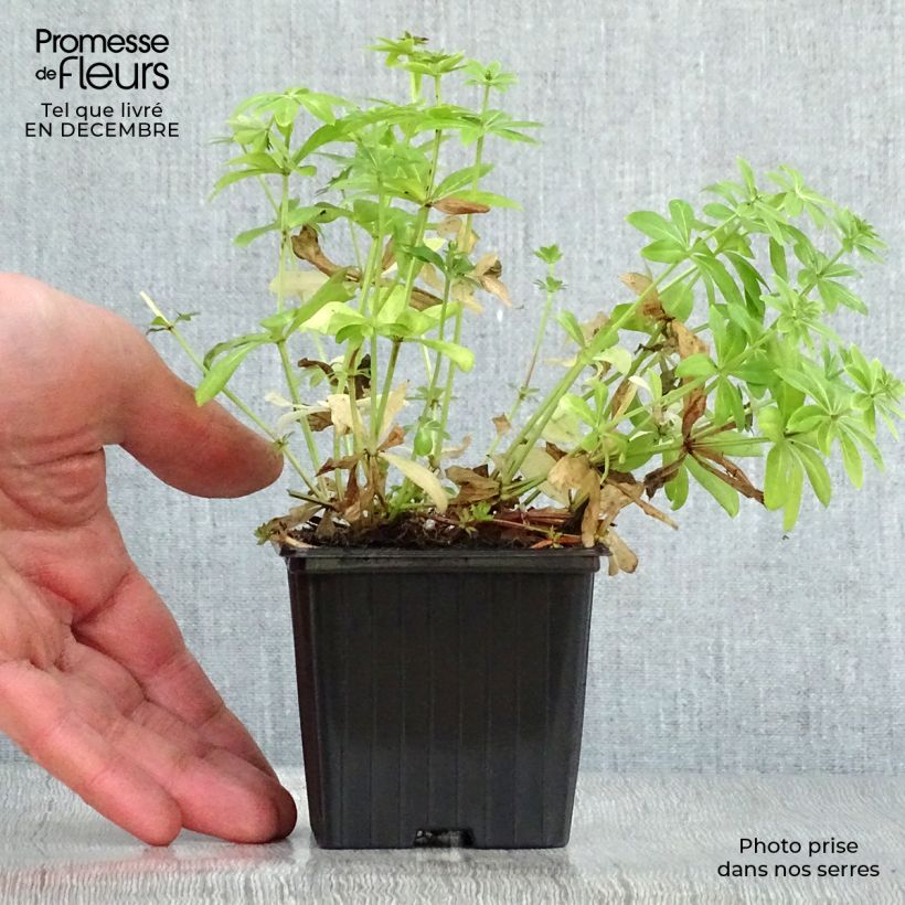 Example of Galium odoratum - Lievevrouwebedstro Kweekpotje van 7/8 cm as you get in hiver