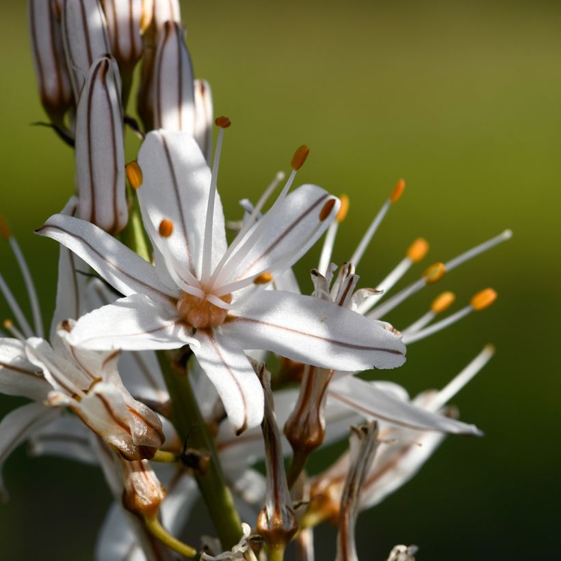 Asphodelus ramosus - Affodil (Bloei)