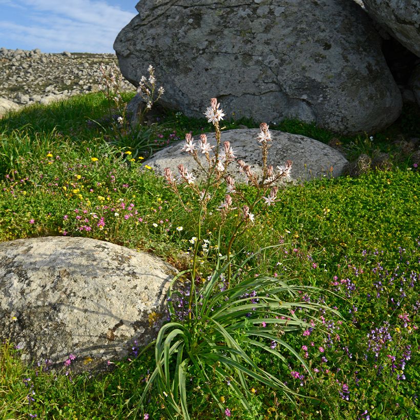 Asphodelus ramosus - Affodil (Groeiplaats)