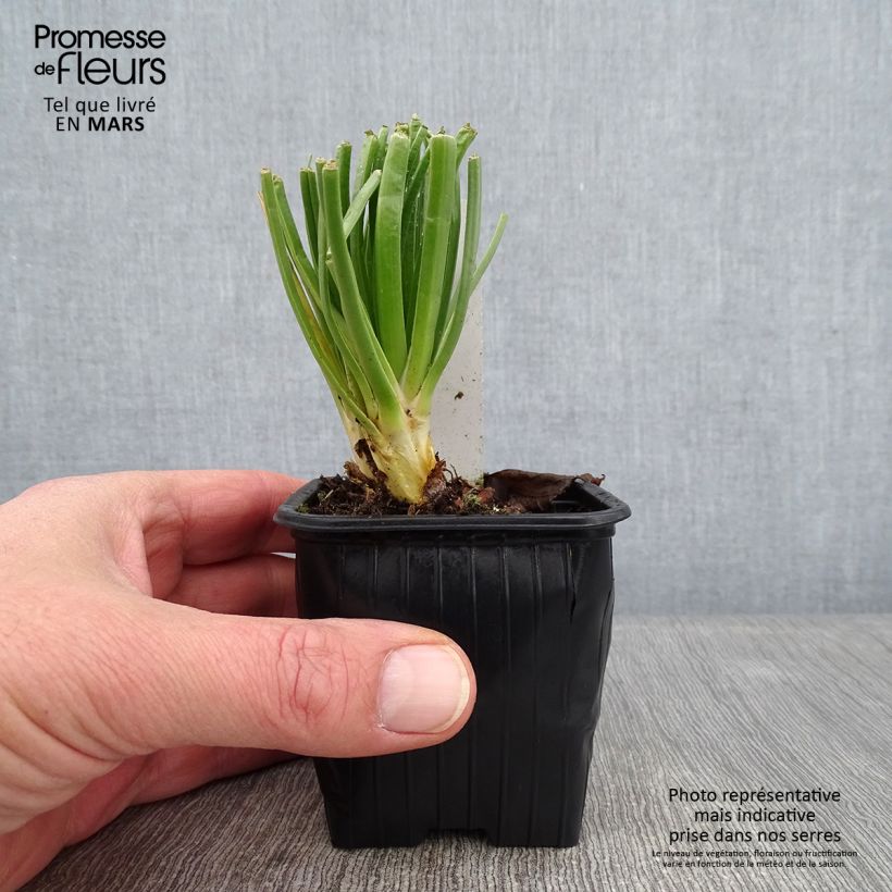 Exemplaar van Asphodelus albus - Witte affodil Kweekpotje van 8/9 cm zoals geleverd in de winter