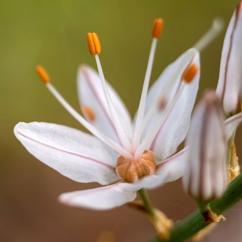 Asphodelus albus - Witte affodil (Bloei)