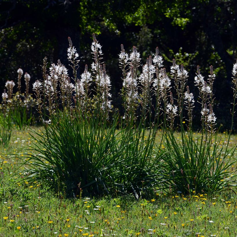 Asphodelus albus - Witte affodil (Groeiplaats)