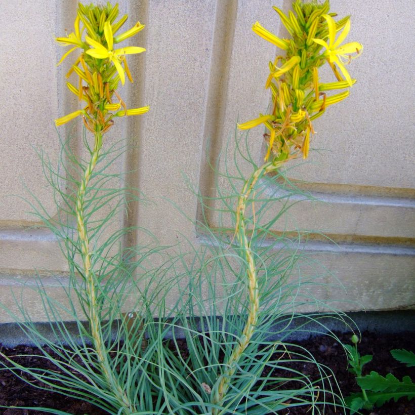 Asphodeline liburnica - Jonkerlelie (Groeiplaats)