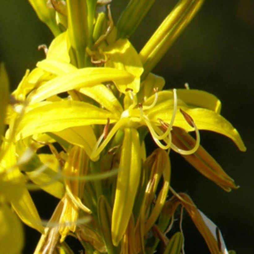 Asphodeline lutea - Gele affodil (Flowering)