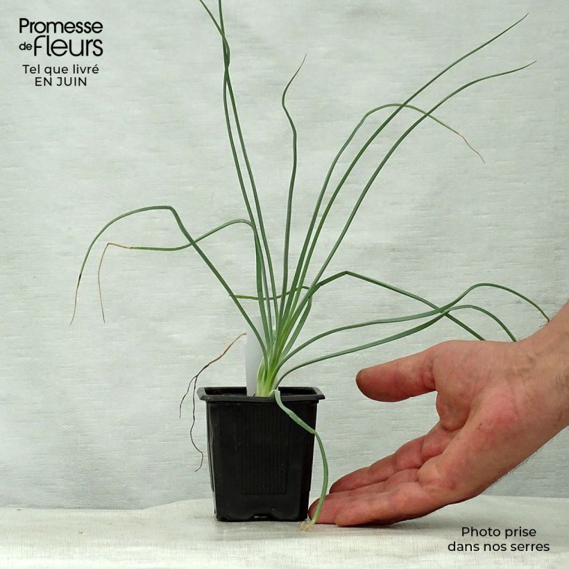 Exemplaar van Asphodeline lutea - Gele affodil Kweekpotje van 7/8 cm zoals geleverd in de zomer
