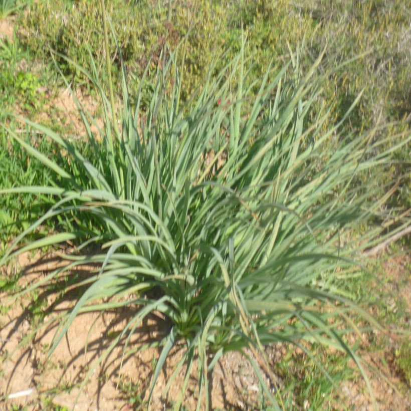 Asphodelus ramosus - Affodil (Blad)