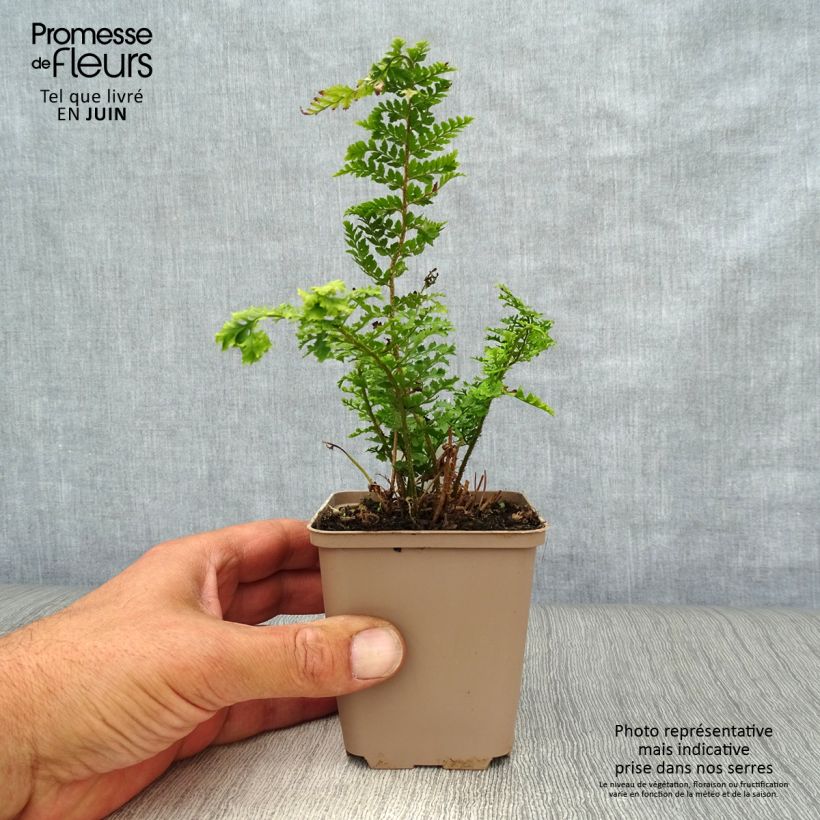 Exemplaar van Polystichum setiferum Proliferum Wollastonii - Zachte naaldvaren Kweekpotje van 8/9 cm zoals geleverd in de zomer