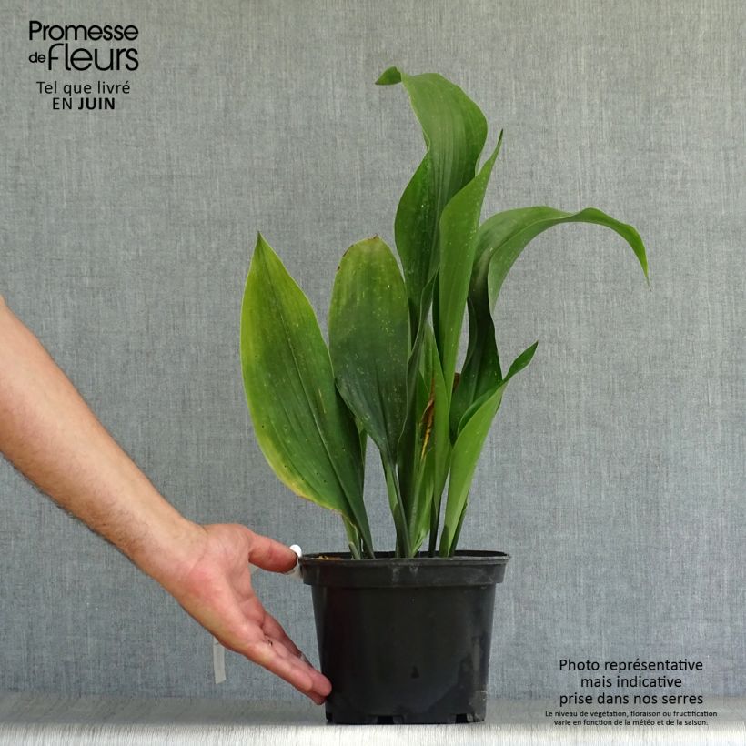 Exemplaar van Aspidistra elatior - Kwartjesplant Pot van 2 l/3 l zoals geleverd in de zomer