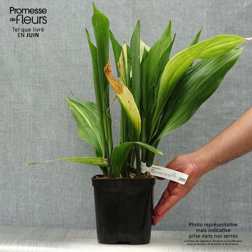 Exemplaar van Aspidistra elatior Zebra - Kwartjesplant Pot van 2 l/3 l zoals geleverd in de zomer