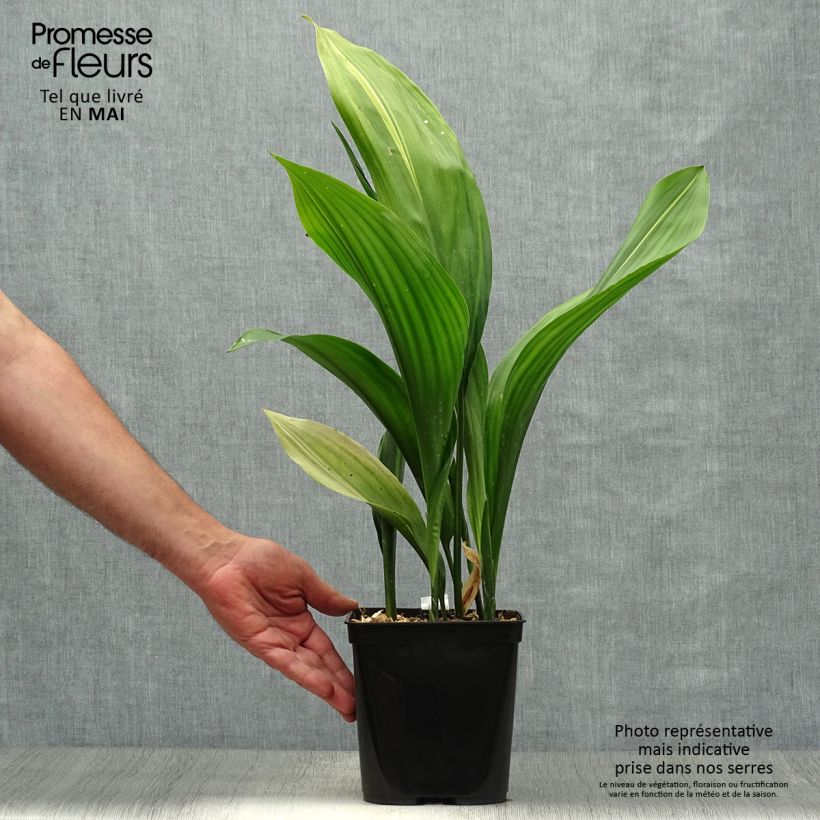 Exemplaar van Aspidistra elatior Zebra - Kwartjesplant Pot van 2 l/3 l zoals geleverd in de lente