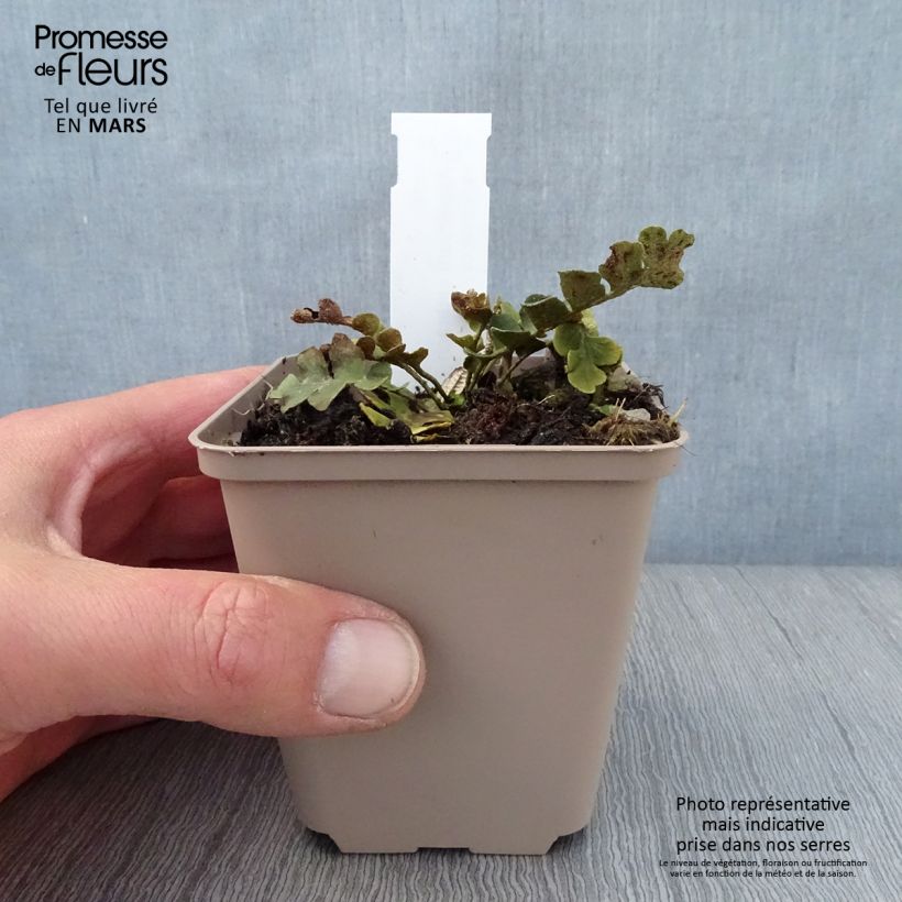 Exemplaar van Asplenium ceterach - Schubvaren Kweekpotje van 8/9 cm zoals geleverd in de lente