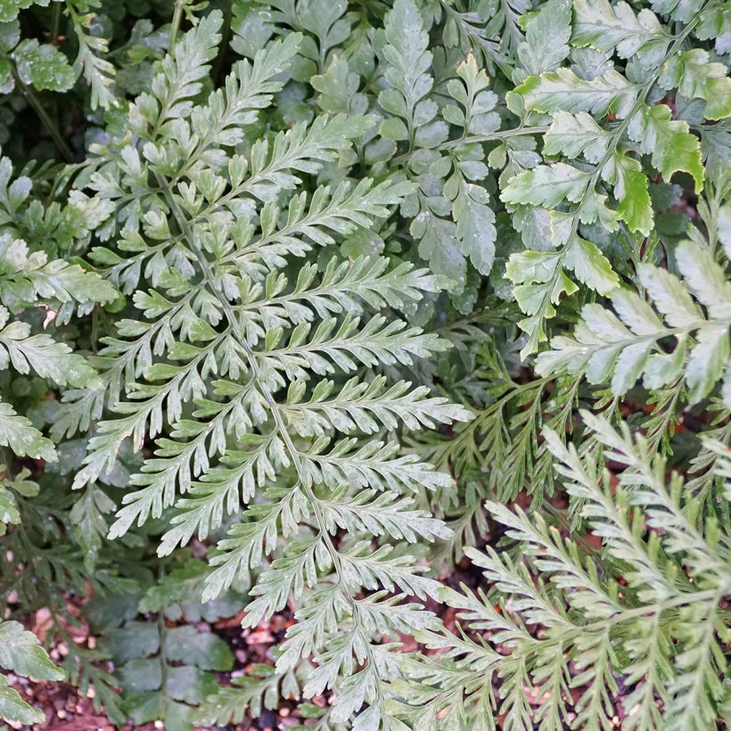 Asplenium Parvati - Varen (Blad)
