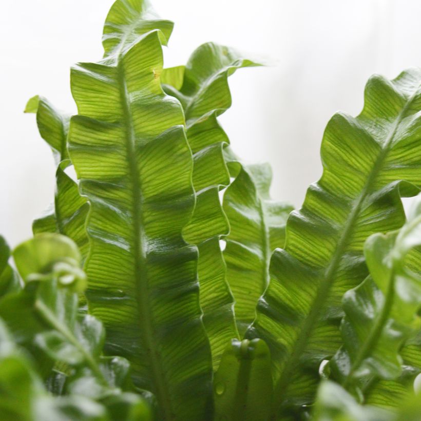 Asplenium nidus Crispy Wave - Vogelnestvaren (Blad)