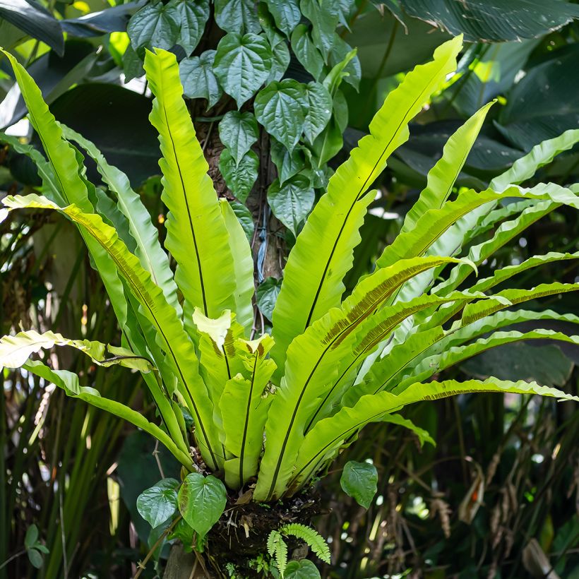 Asplenium nidus - Vogelnestvaren (Groeiplaats)