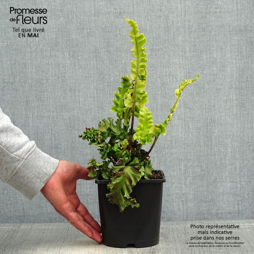 Exemplaar van Phyllitis scolopendrium Boltons Nobile - Tongvaren Pot van 2 l/3 l zoals geleverd in de lente