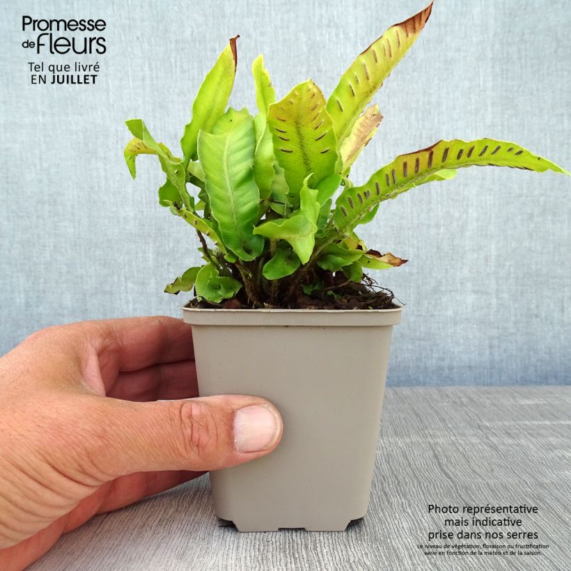 Exemplaar van Phyllitis scolopendrium Boltons Nobile - Tongvaren Kweekpotje van 8/9 cm zoals geleverd in de zomer