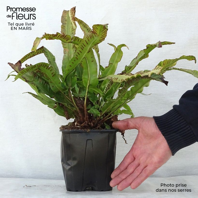 Exemplaar van Asplenium scolopendrium Cristatum Group - Tongvaren Pot van 2 l/3 l zoals geleverd in de lente