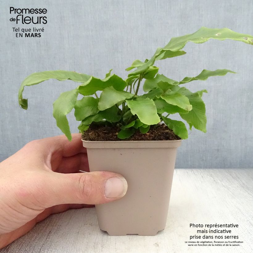 Exemplaar van Asplenium scolopendrium Undulatum Angustatum - Tongvaren Kweekpotje van 8/9 cm zoals geleverd in de lente