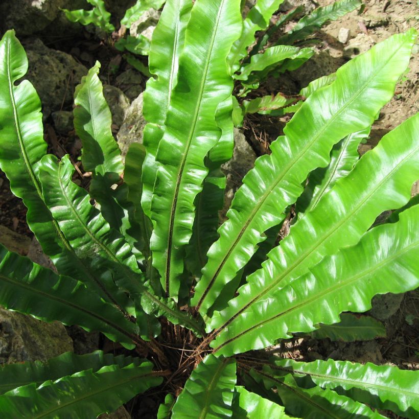 Asplenium scolopendrium Undulatum Group - Tongvaren (Foliage)