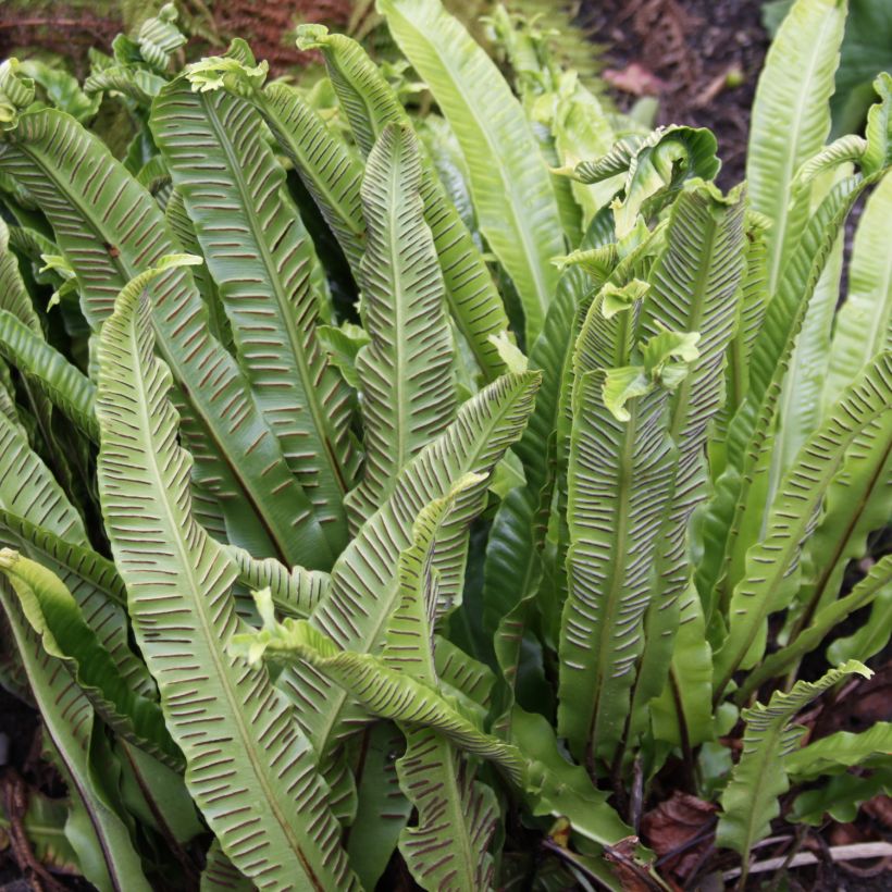 Asplenium scolopendrium Undulatum Group - Tongvaren (Harvest)