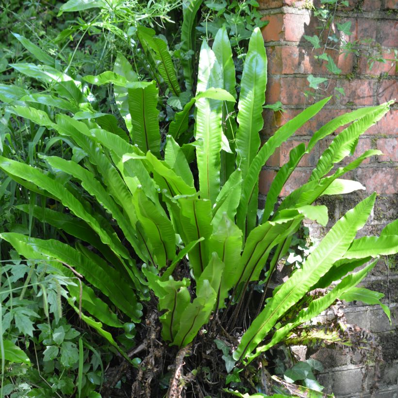 Asplenium scolopendrium Undulatum Group - Tongvaren (Plant habit)
