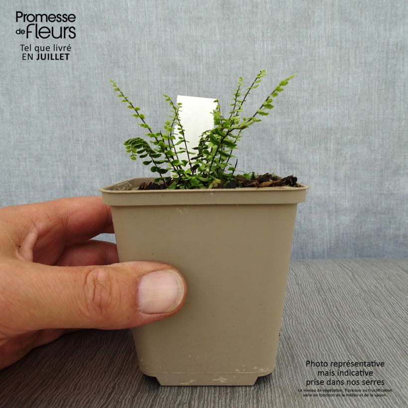 Exemplaar van Asplenium trichomanes - Steenbreekvaren Kweekpotje van 8/9 cm zoals geleverd in de zomer